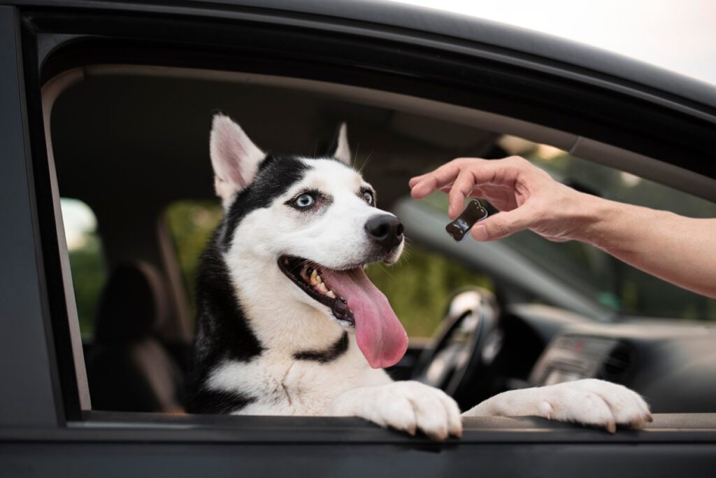 Quando dare il premietto al cane