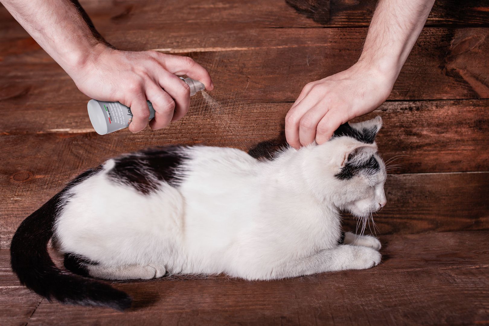 Colloidal silver ringworm cats outlet