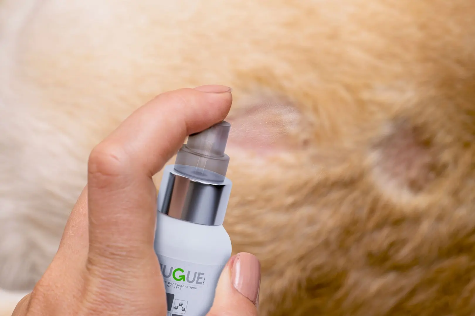 Colloidal silver for ringworm in cats clearance